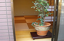 カラー美草市松畳